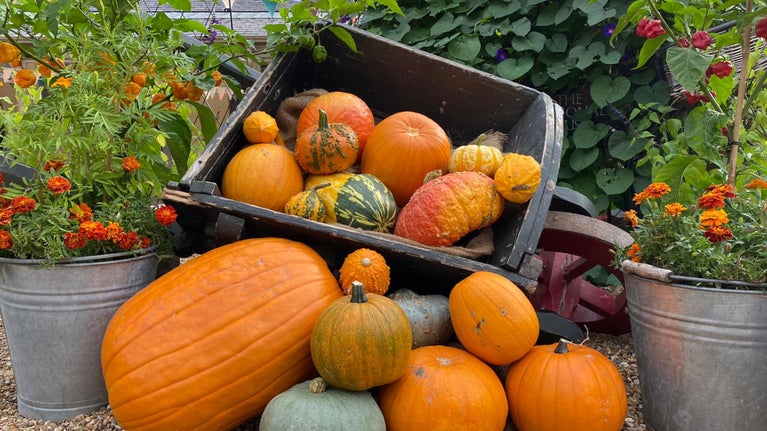 A display of pumpkins and squash, various shades of orange, yellow and green, in a wooden barrow
